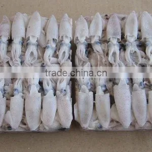 Hot Sale Whole Round Frozen Baby Squid thumbnail-1