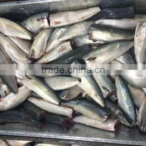 Frozen HGT Pacific Mackerel thumbnail-2