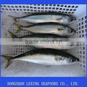 Frozen Pacific Mackerel Seafood IQF thumbnail-1