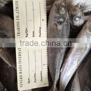 Horse Mackerel 20cm+ 2016 Seafrozen thumbnail-3
