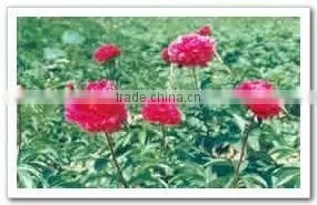 Herbaceous Peony Plant Root Hong Yan Fei Shuang thumbnail-1