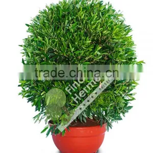Olive Tree - Olea Europaea "Ball" in a Deco Pot thumbnail-1