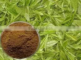 GREEN TEA LEAF EXTRACT thumbnail-2