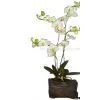 Sell Phalaenopsis Orchid thumbnail-1