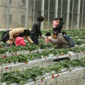 Hydroponic Glass Greenhouse Tomatoes/Lettuce Planting thumbnail-3