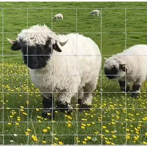 Galvanized Hinge Woven Cattle Fence Customized Sustainable Field Fence Kraal Network thumbnail-4