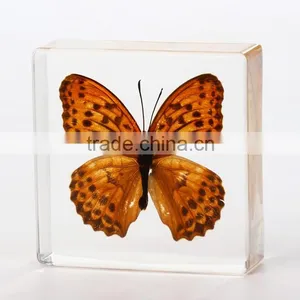2016 New Style Wholesale Paperweight With Real Butterfly thumbnail-1