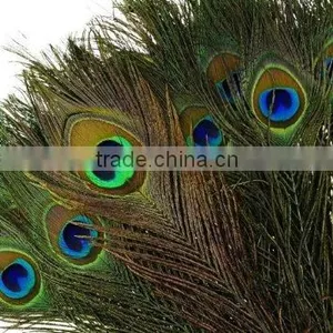 Natural Artificial Hobby Lobby Peacock Feathers thumbnail-4