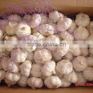 Fresh White Garlic thumbnail-1