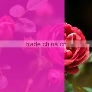 Decorative PET Pink Transparent Color Film Similar to 3M Window Film thumbnail-1