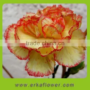 Diversified in Packaging New Coming Beautiful Fresh Carnation for Decoration thumbnail-4