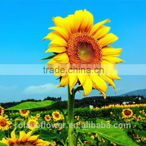 Holiday Party Yellow Sunflower Flower From Yunan thumbnail-1