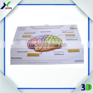 Medical Poster 3D Brain Anatomical Chart/ 3D Embossed Medical Poster thumbnail-2