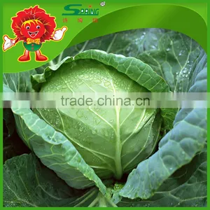 Brands Iceberg Cabbage Green Fresh Cabbage thumbnail-4