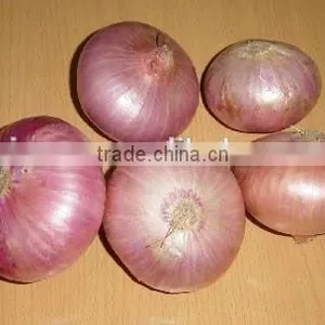 Red Onion thumbnail-1