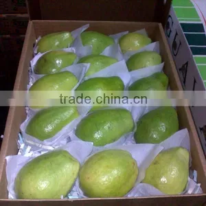 Fresh Guava for Exporting Best- Selling thumbnail-1