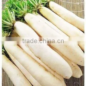 Radish thumbnail-1