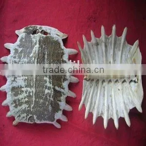 Original Turtle Shell thumbnail-1