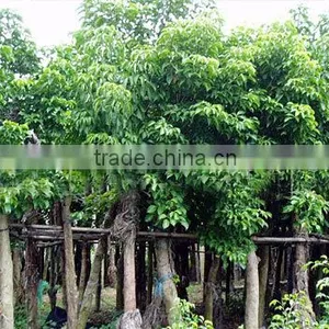 Big Size Bischofia Polycarpa Tree Seedling From China thumbnail-2