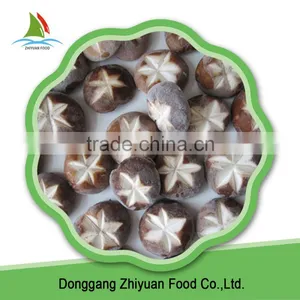 High Quality Frozen Shiitake Best Sell And Low Price thumbnail-4