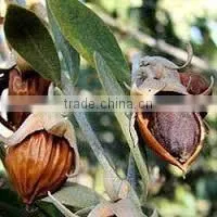 Jojoba Oil thumbnail-3