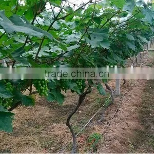 Drip Irrigation Pipe Price thumbnail-5