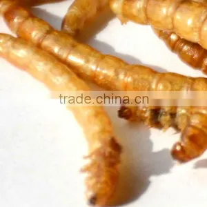 High Quality Pet Food Mealworms, Animal Feed Dry Mealworm thumbnail-3