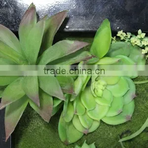 Fake Plant Wall Decoration Decoration Plant Fake Green Wall thumbnail-2
