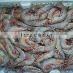HL002 Frozen Pud Sea Catch Shrimp From China thumbnail-5