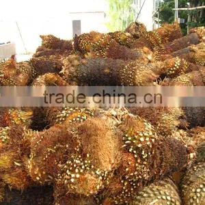 Cycas Revoluta Multi-heads Bare Root thumbnail-1