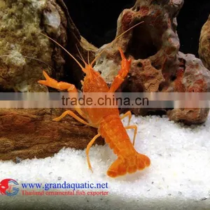 Live Aquarium Shrimp for Sale thumbnail-1