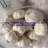 Garlic thumbnail-2