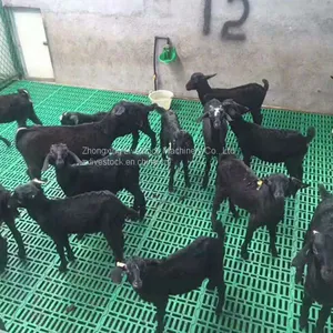Plastic Slat Floor for Goat thumbnail-1