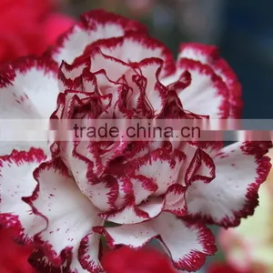 New Olympic Carnation Flowers for Mothers Day thumbnail-4