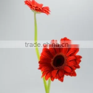 High Quality Savanna Red Single Gerbera thumbnail-1