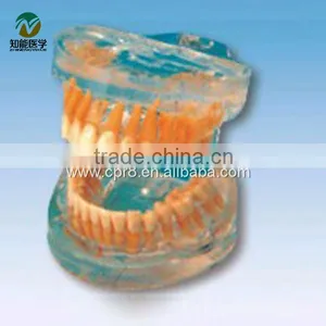 BIX-L1007 Transparent Standard Adult Teeth Model thumbnail-1