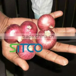 Fresh Golti Onion thumbnail-2