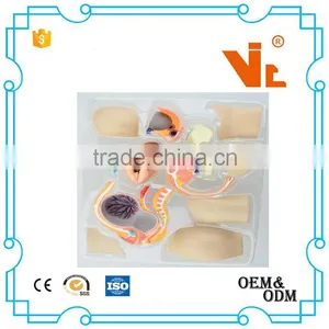 V-HM02 4D MASTER The Parent Organization of Human Uterus With the Fetus Assembled Model Quality Choice thumbnail-5