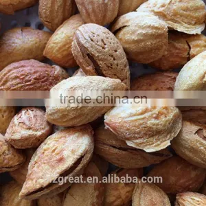 Good Taste Snack Roasted Almond With Shell for Sales thumbnail-6