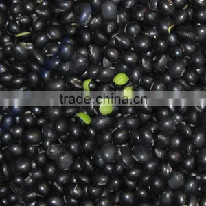 2014 Crop Black Soya Beans, Black SoyBeans Yellow/Green Kernels thumbnail-2