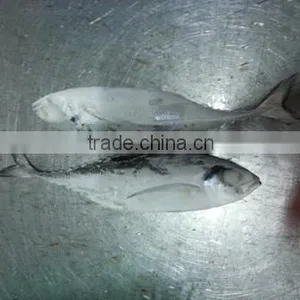 Frozen Horse Mackerel thumbnail-1