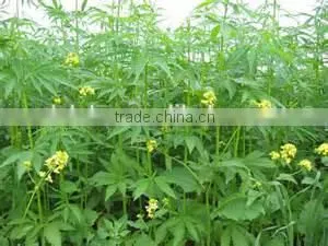Hot Selling Wholesale Agricultural Hemp Seeds thumbnail-5