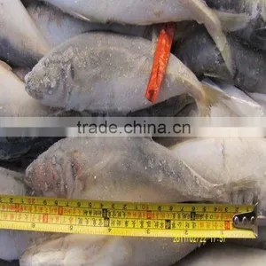 Frozn Fish Horse Mackerel Trachurus Japonicus thumbnail-1