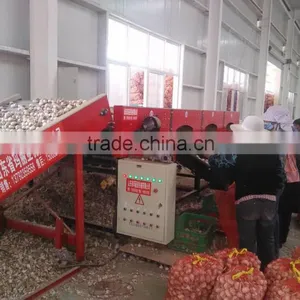 Hot Sale Fresh Chinese Normal White Garlic thumbnail-5