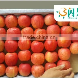 New Crop Red Gala Apple/Chinese Apple Fruit/Gala From China thumbnail-1