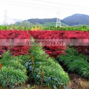 Acer Rubrum /Chinese Maple /Acerpalmatum/Japanese Maple Tree Seeds for Planting thumbnail-4