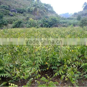 Averrhoa Carambola Tree Seedling thumbnail-3