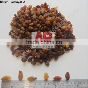 Black Raisins Good Quality /Dried Raisins From India / Best Quality thumbnail-4