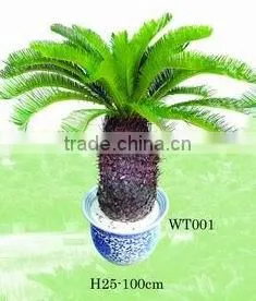 Cycas/cycas Revoluta thumbnail-1