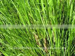 Gingergrass Oil thumbnail-1